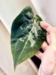 か*ま様 Anthurium Dark & Handsome ダークアンドハンサ - メルカリ