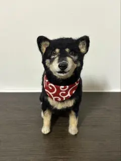 3F ケーセン社 黒柴 ぬいぐるみ リアル 柴犬 ドイツ製 ヴィンテージ 3F ケーセン社 黒柴 ぬいぐるみ リアル 柴犬 ドイツ製 ヴィンテージ