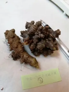 植えどきです！ おかわかめ むかご 30gのサムネイル