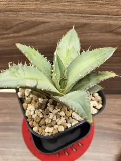 2026年最新】アガベ オアハカ 種の人気アイテム - メルカリ