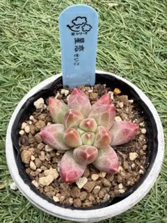 NO 22 横幅最大の多肉植物4段棚、 簡単移動 、屋根付き、出窓設置