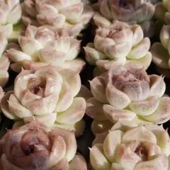 多肉植物 4個セット 韓国苗 美苗 エケベリア 抜き苗 送料無料 紫水晶交配種