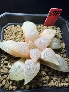 64a 多肉植物 ハオルチア スーパーコレクタ錦糊斑 自家繁殖 鉢植え発送