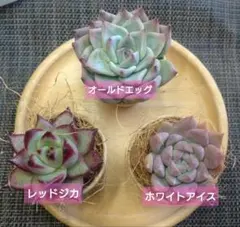 多肉植物　エケベリア3種セット　　韓国苗