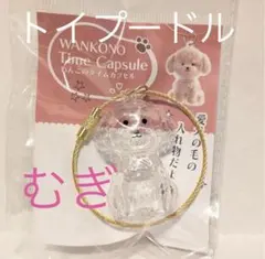WANKONO Time Capsule トイプードルむぎ うちの子のけだまだま