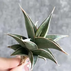 2026年最新】サンスベリアの人気アイテム - メルカリ