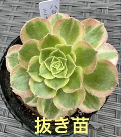 98#多肉植物アエオニウム錦❤️ ハロウィンイエロー錦セッカ ❤️21cm拔き苗 98#多肉植物アエオニウム錦❤️ ハロウィンイエロー錦セッカ