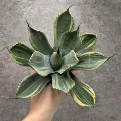 2025年最新】ライムストリークの人気アイテム - メルカリ