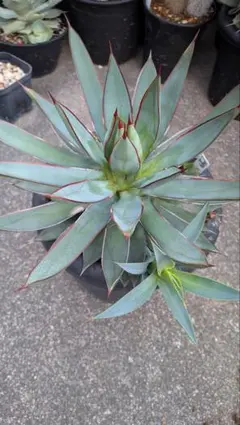 2025年最新】アガベ ブルーグローの人気アイテム - メルカリ