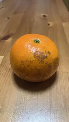 リピーター様専用　傷もの加工用たんかん　小サイズ