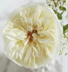 薔薇　バラ苗　挿木苗　イングリッシュローズ　人気品種　入手困難のサムネイル