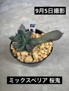 多肉植物 カランコエ ロウルサンコさんオリジナル品種 ミーアキャット