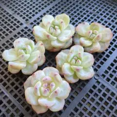 Riri shop様 リクエスト 4点 まとめ商品