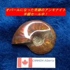 半額セール中！オパール化ファイアーレッドアンモナイト特A８２