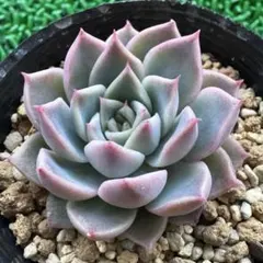 2025年最新】リンゼアナの人気アイテム - メルカリ