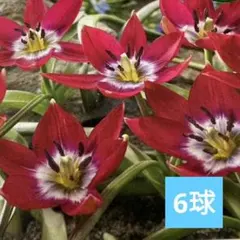 tae様 リクエスト 2点 まとめ商品