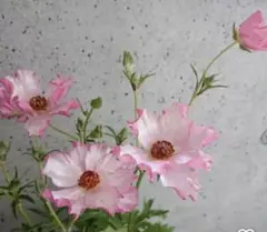 ラナンキュラスラックス　イーシス　希少苗　分球なし　4芽 タグ付き ラナンキュラスラックス イーシス 希少苗 分球なし 4芽 タグ付き