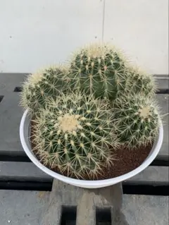 サボテン　金鯱　11号鉢　M様専用ページ