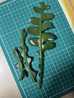フィッシュボーンカクタス　さし穂用葉　まとめ　ジグザグカクタス エピフィルムのサムネイル
