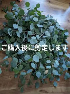 ユーカリ4種類　リーフシャワー 2026年最新】リーフシャワー ユーカリの人気アイテム - メルカリ