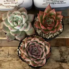 多肉植物 ミックスベリア おらいさん セット 9