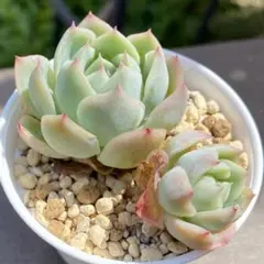 poanプロフ必ず読んで下さい様 リクエスト 2点 まとめ商品