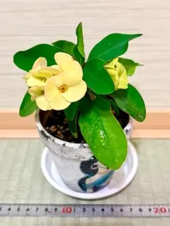 ハナキリン 八福 八福神のサムネイル