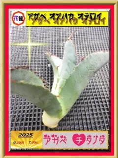 2025年最新】オアハカ現地球の人気アイテム - メルカリ