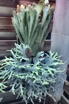 2026年最新】totoro sporeの人気アイテム - メルカリ