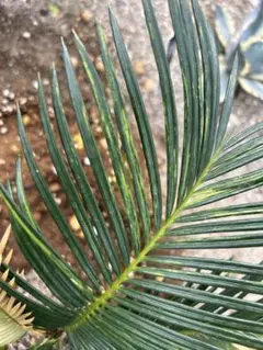 現地引渡し限定 斑入りソテツ 大株 - メルカリ