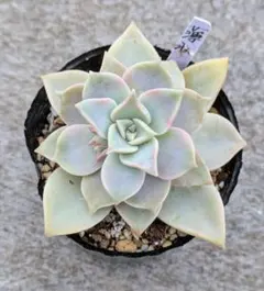 多肉植物 雪雛 抜き苗 - メルカリ