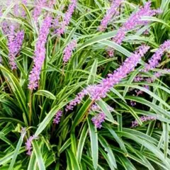 フルリール様 リクエスト 2点 まとめ商品