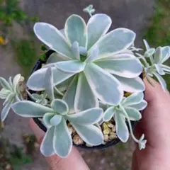 多肉植物 子持ち蓮華鏡花 ラスト 3鉢抜き苗 - メルカリ