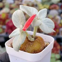 写真更新　断崖の女王　シンニンギア・レウコトリカ　塊根　多肉植物のサムネイル