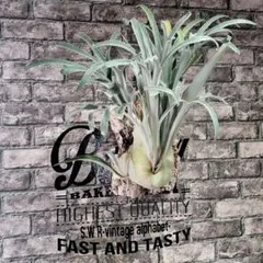 ★Botanical★　ビカクシダAR x AR x AR spore 2025年最新】veitchii arの人気アイテム - メルカリ