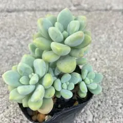 ルルママ様 リクエスト 4点 まとめ商品