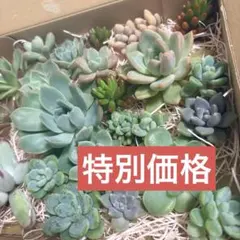 多肉植物　20株以上　おまかせ　多肉弁当　寄せ植え　カット苗