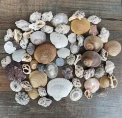 貝殻セット 約50個102