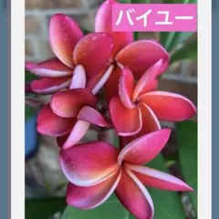 プルメリア Hawaii園芸品種 JL Hula Girl Red苗木 大きめ - メルカリ
