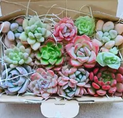 多肉植物 寄せ植えセット B