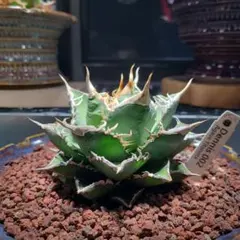 アガベ Dennis051 中株　デニス株 Yahoo!オークション - 親株出品【DENNIS 051】 agave titanota