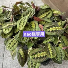 nao様専用