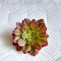 ♡多肉植物♡カット苗♡アエオニウム♡祝融♡
