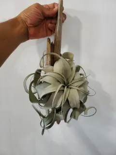 珍品 Tillandsia geminiflora 綴化'Cristata' - メルカリ