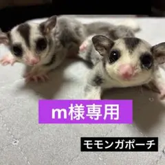モモンガ 夏用 接触冷感 三角ポーチ ハウス おうち Sサイズ