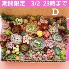 2026年最新】多肉植物カット苗 多肉弁当の人気アイテム - メルカリ
