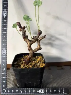 ペラルゴニウム ミラビレ 挿し木苗 1株 ② - メルカリ