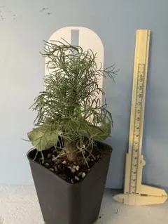 d*3様 週末セール‼️一点のみ‼️珍奇植物‼️実生株　コミフォラ クラウセリア 2026年最新】コミフォラ クラウセリアナの人気アイテム - メルカリ