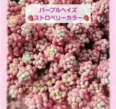 (26)【 パープルヘイズ ストロベリーカラー 】カット苗 ai彩さん 多肉植物