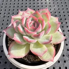 keroppi79726様 リクエスト 2点 まとめ商品